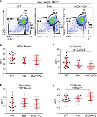 Transcription factor TFII-I fine tunes innate properties of B lymphocytes